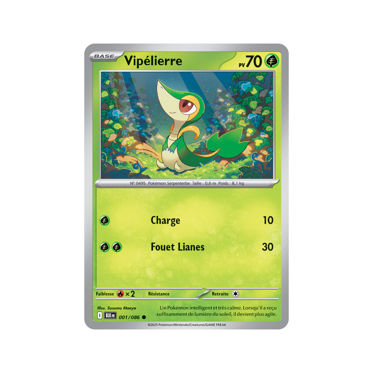 Vipélierre – Rückseite 1/86 – Scharlachrot und Lila 10,5 Black Lightning